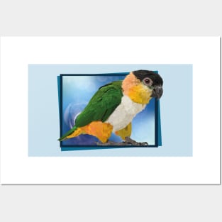 black headed caique Posters and Art